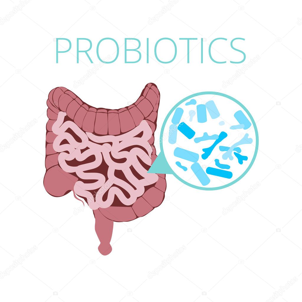 Intestinal flora vector concept with probiotics icons. Probiotics image visual, bacteria Lactobacillus, bifidobacterium, vector illustration