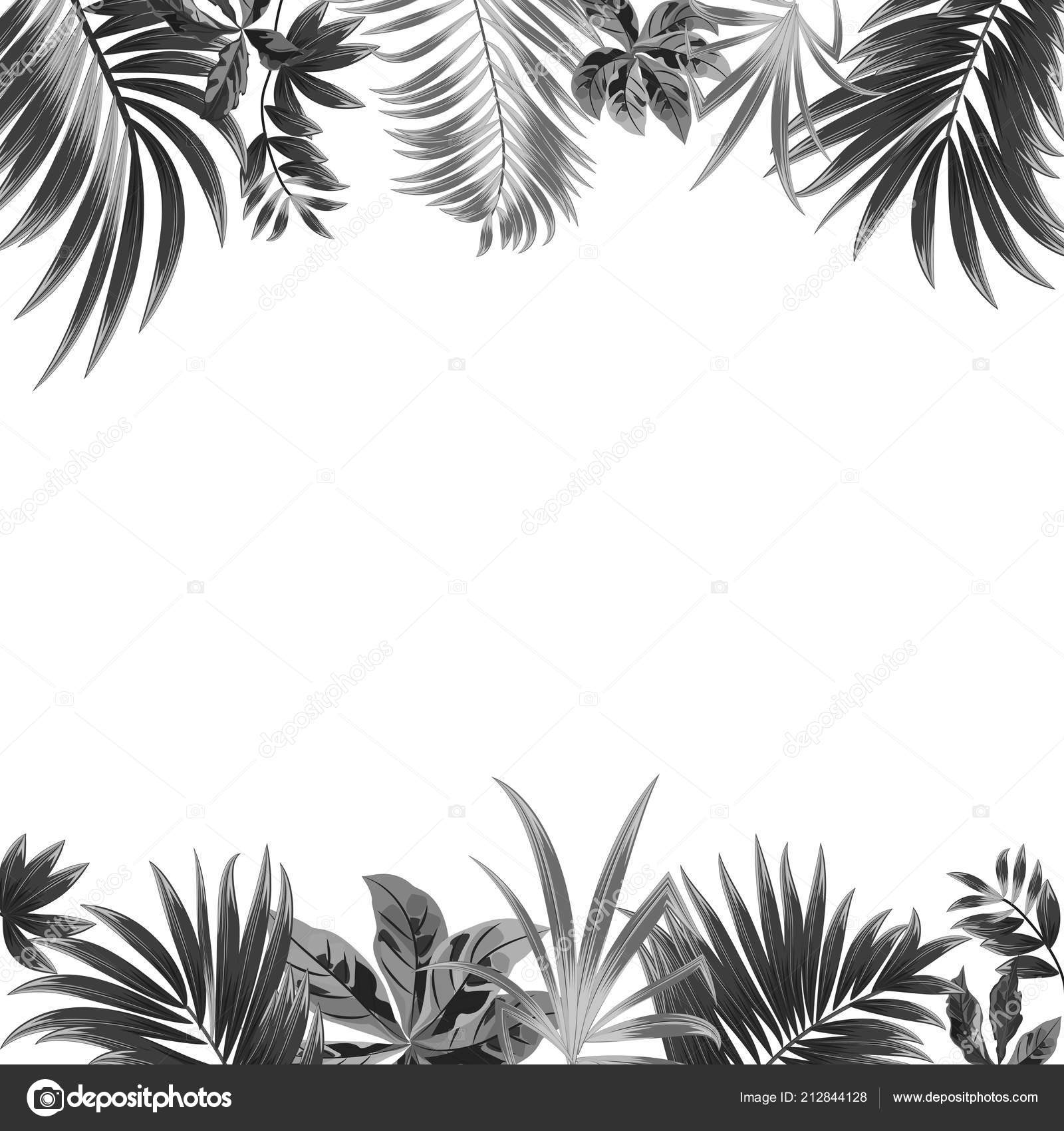 Vector Tropical Jungle Background Palm Trees Leaves White