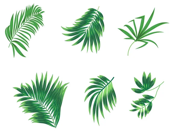 Hojas de palma tropical sobre fondo blanco . — Vector de stock