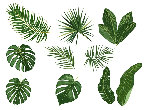 Hojas de palma tropical sobre fondo blanco. — Vector de stock