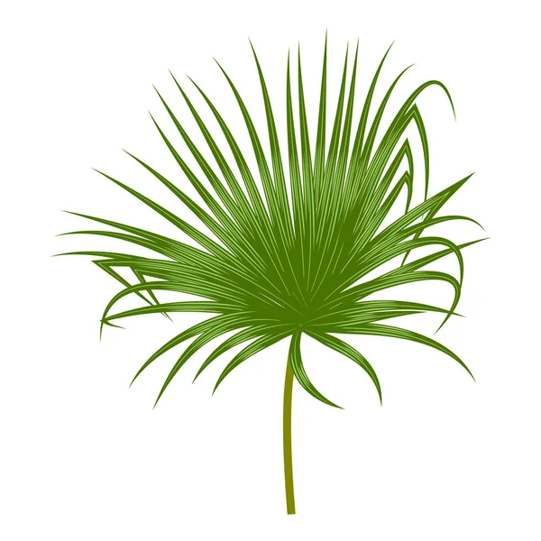 Hoja de palma tropical aislada sobre fondo blanco, vector — Vector de stock