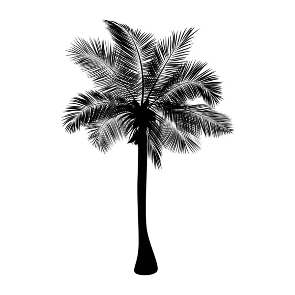 Palme, schwarze Silhouette, isoliert auf weiß, Vektorhintergrund — Stockvektor