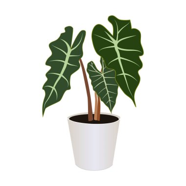 Beyaz arkaplanda izole edilmiş tencerede Alocasia, vektör