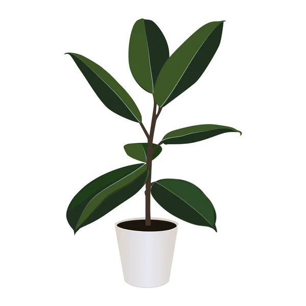 Ficus elastica en maceta aislada sobre fondo blanco, vector — Vector de stock