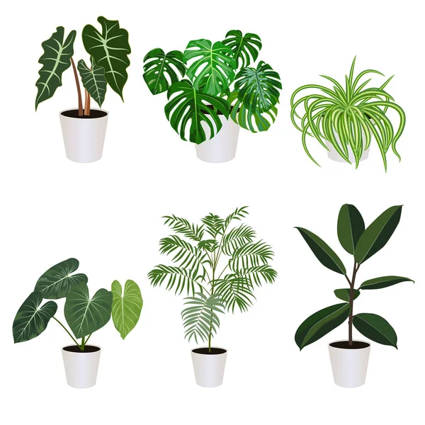 Beyaz arkaplanda izole edilmiş tencerede Alocasia, vektör