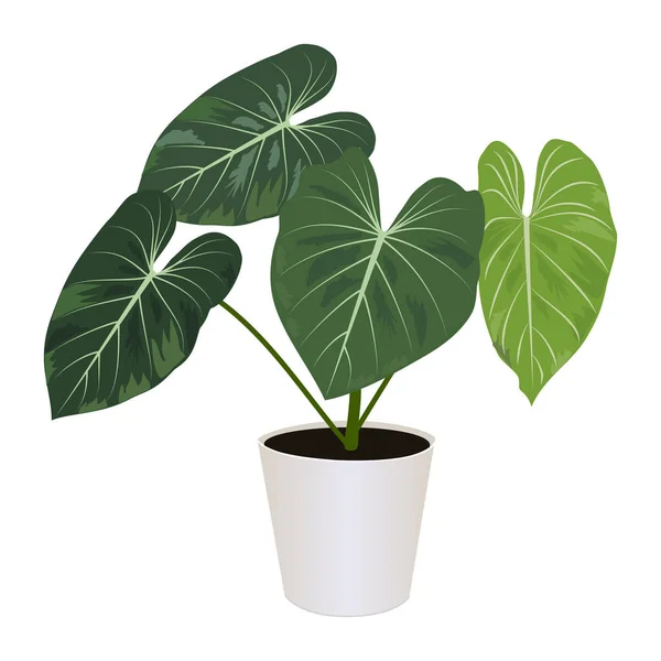 Philodendron gloriosum en maceta aislada sobre fondo blanco , — Vector de stock