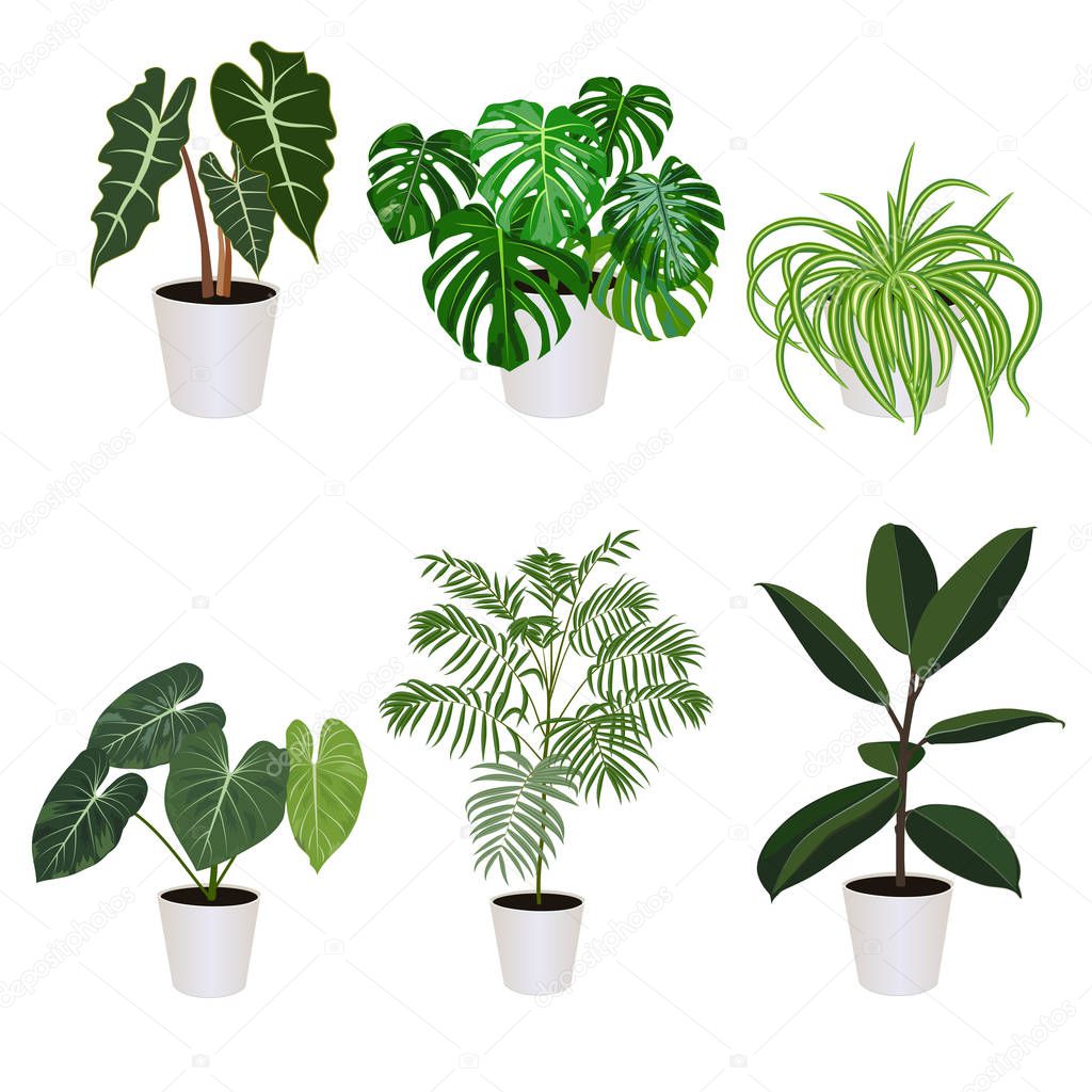 Alocasia in pot isolated on the white background, vector