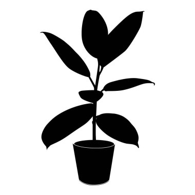 Black silhouette tropical ficus elastica in pot isolated on the 