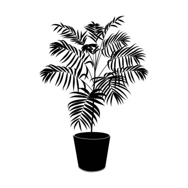 Siyah siluet tropikal palmiye ağacını tencerede beyaza izole ettim.