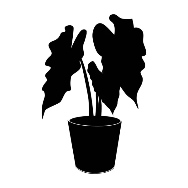 Black silhouette tropical alocasia in pot isolated on the white — Stock Vector