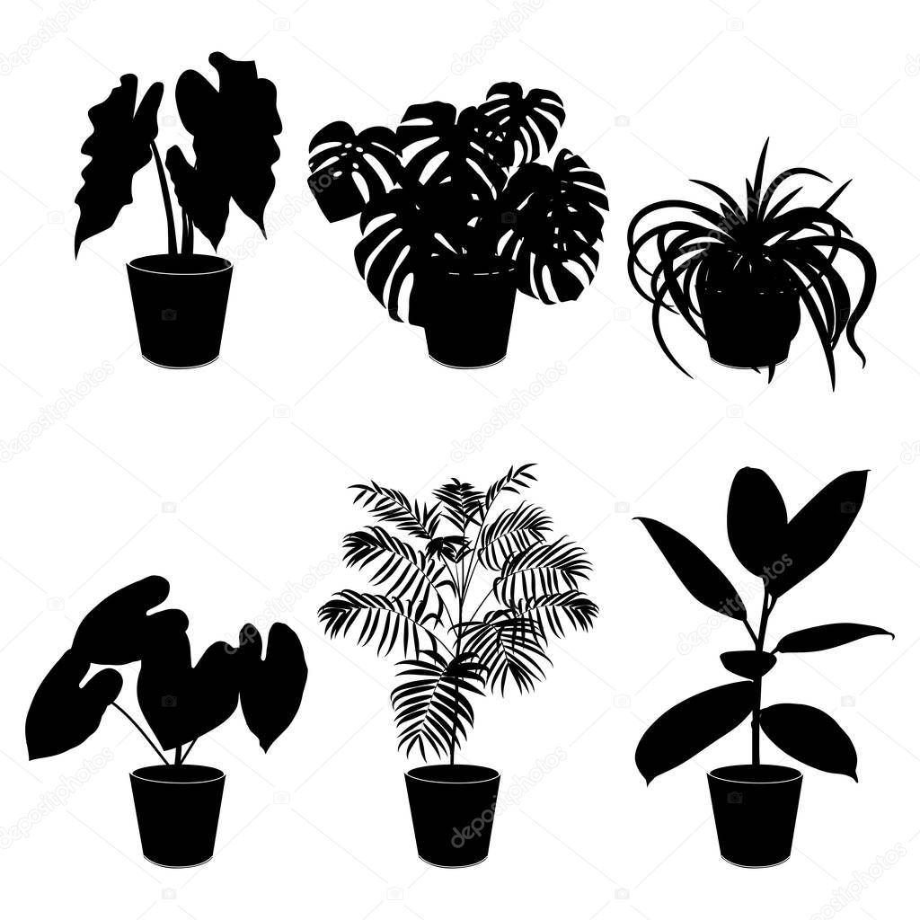 Black silhouette tropical plant in pot isolated on the white bac