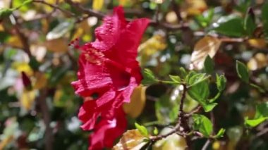 Kırmızı Hibiscus çiçek tomurcukları Alpha mat, Full Hd çiçek açan