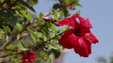 Kırmızı Hibiscus çiçek tomurcukları Alpha mat, Full Hd çiçek açan