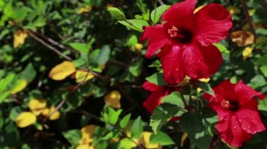Kırmızı Hibiscus çiçek tomurcukları Alpha mat, Full Hd çiçek açan