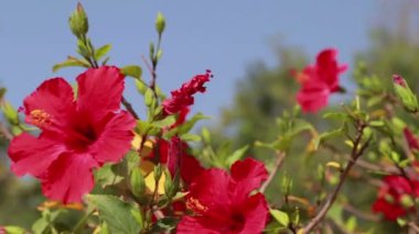 Kırmızı Hibiscus çiçek tomurcukları Alpha mat, Full Hd çiçek açan