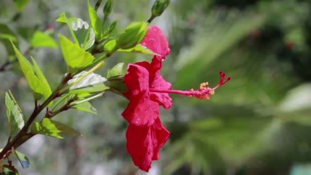 Flor de capullos rojos Hibiscus ALFA mate, COMPLETO HD — Vídeos de Stock