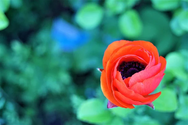 Russian Macro Flower Series — Stock Photo, Image