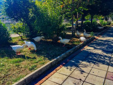 Şehirde dolaşan kuğular.