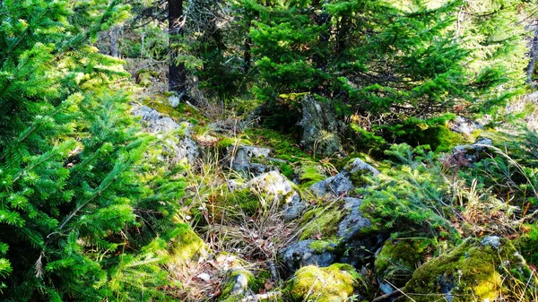 Vacker utsikt över Sibirisk natur. Mycket vacker och fantastisk skog — Stockfoto