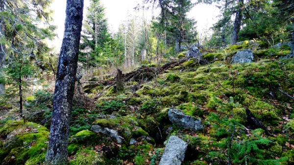 Bela vista da natureza siberiana. Floresta muito bonita e fabulosa — Fotografia de Stock