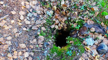 Hayvanlar şehri. Tepedeki vahşi hayvan kolonisi labirent gibi deliklerle kaplı. Tavşan delikleri. Siperler. Bozkır tepesinde hayvan yuvaları. Hayvan izleri. Vahşi doğadaki dünyevi ev
