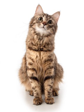 Güzel, ilginç genç Sibirya kedisi kameranın önünde beyaz arka planda izole bir şekilde oturuyor.