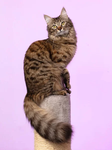 Schöne Niedliche Neugierige Junge Sibirische Katze Mit Einem Flauschigen Schwanz — Stockfoto