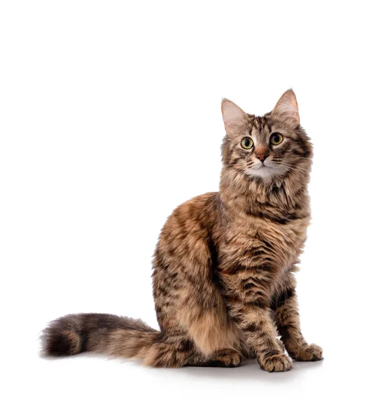 Güzel, sevimli, meraklı Sibirya kedisi tüylü kuyruğu ve kulaklarında püskülleri var. Oturup ileriye bakıyor, beyaz arka planda izole edilmiş, afiş, taklit edilmiş.