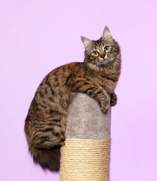 Schöne Süße Neugierige Junge Sibirische Katze Mit Einem Flauschigen Schwanz Stockbild