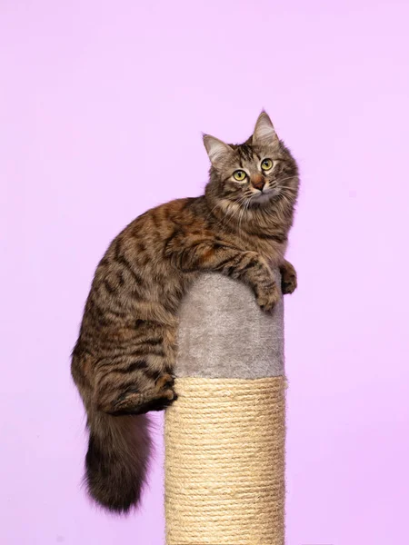 Schöne Süße Neugierige Junge Sibirische Katze Mit Einem Flauschigen Schwanz lizenzfreie Stockbilder