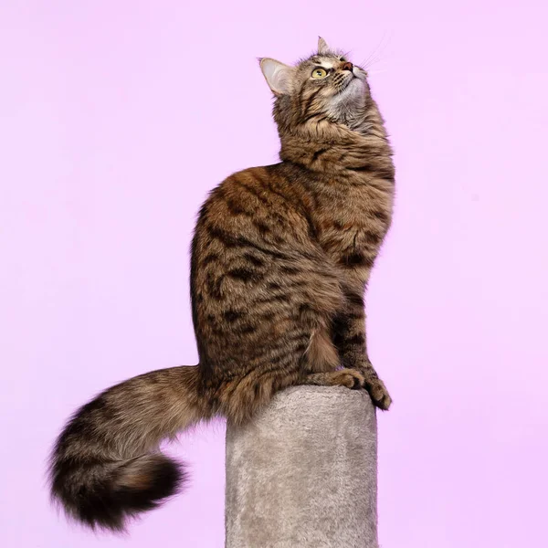 Schöne Süße Neugierige Junge Sibirische Katze Mit Einem Flauschigen Schwanz Stockfoto