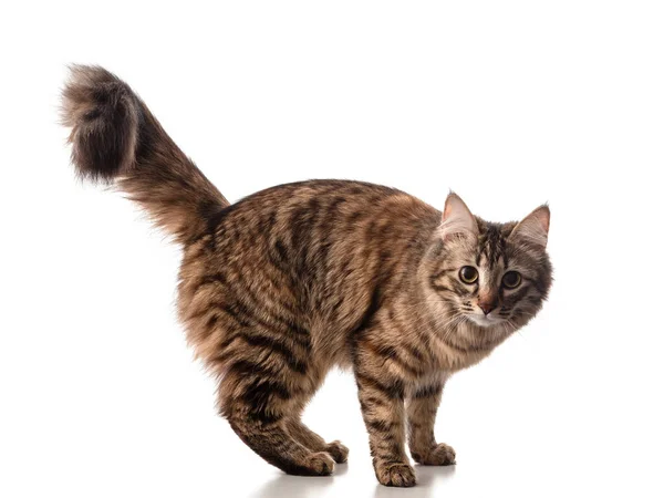 Schöne Interessante Neugierige Junge Sibirische Katze Mit Einem Flauschigen Schwanz Stockbild