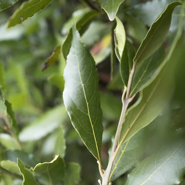 Κοντινό Πλάνο Του Μια Πράσινη Lorus Nobilis Φύλλα Ένα Δέντρο — Φωτογραφία Αρχείου