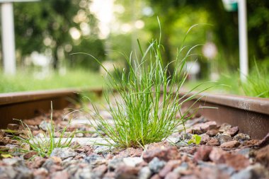 Dar ölçü demiryolu, çim