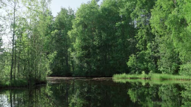 Sommar Landskap Naturen Ryssland Skogsfloden Leningradregionen — Stockvideo