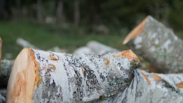 Stapel logboeken gehakte bomen — Stockvideo