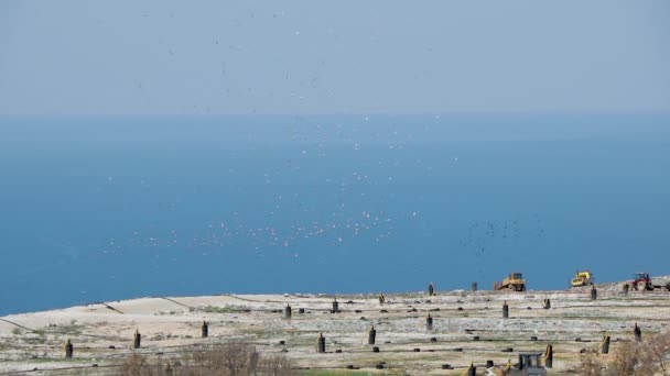 Urban trash can where many gulls fly and dozers work — Stock Video