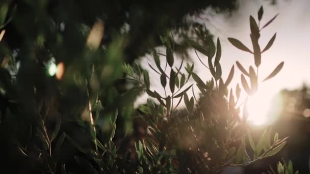 Vista ravvicinata del ramo di ulivo verde con raggi di sole sullo sfondo — Video Stock