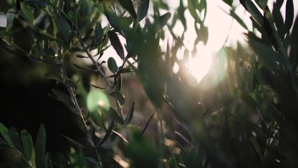 Κλείστε την όψη του πράσινου δέντρου ελιάς με ακτίνες ήλιου στο παρασκήνιο — Αρχείο Βίντεο