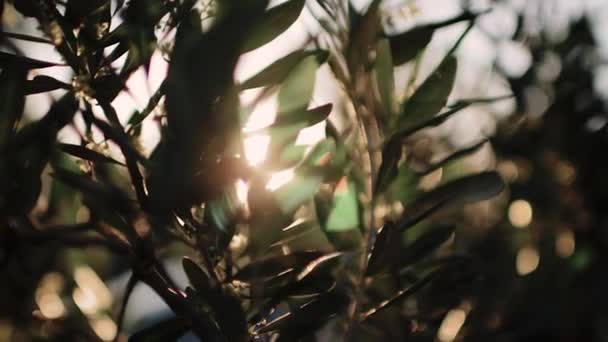 Закрыть вид на зеленую оливковую ветвь дерева с лучами солнца на заднем плане — стоковое видео