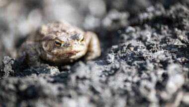 Kurbağa çamur, Avrupa Bufo Bufo görünümü Kapat