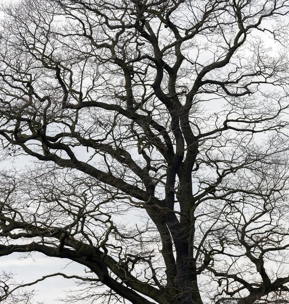 灰色の空を背景に葉のない枝の木のシルエット — ストック写真