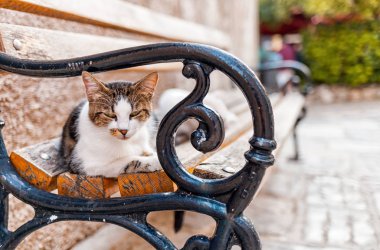 Sokakta tahta bankta uyuyan kedi