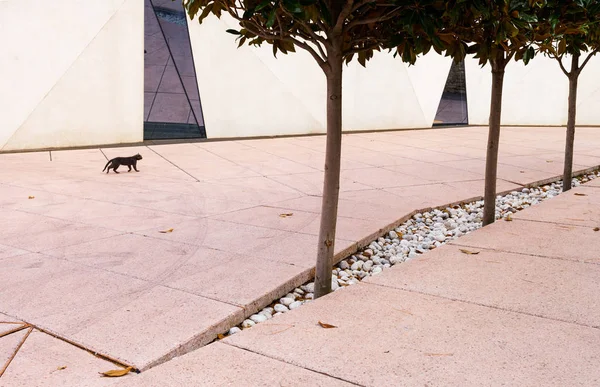 Edificio Moderno Geométrico Gato Caminando Por Calle — Foto de Stock