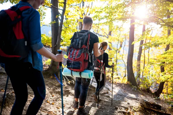 Trekking with backpacks on forest trail, group of tourists