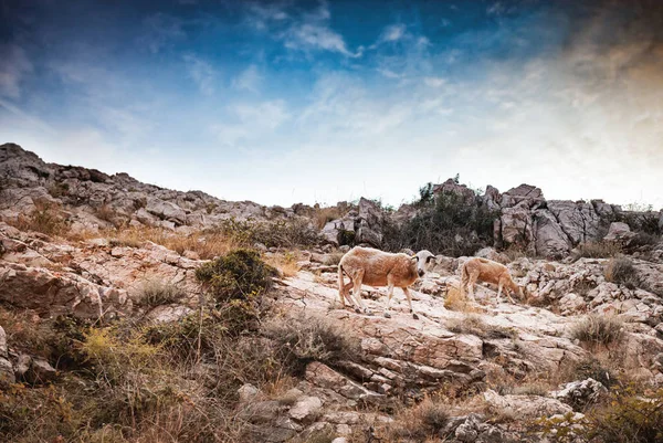 Pecore Sulla Cima Della Montagna Isola Krk Croazia — Foto Stock