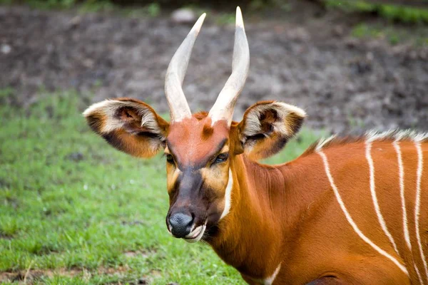 Бонго Tragelaphus Eurycerus Найбільший Лісовий Антилопи — стокове фото