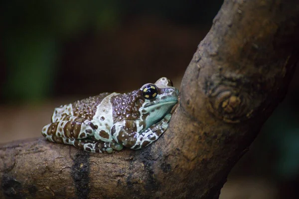 Misji Golden Eyed Tree Frog Lub Amazon Mleka Żaba Trachycephalus — Zdjęcie stockowe