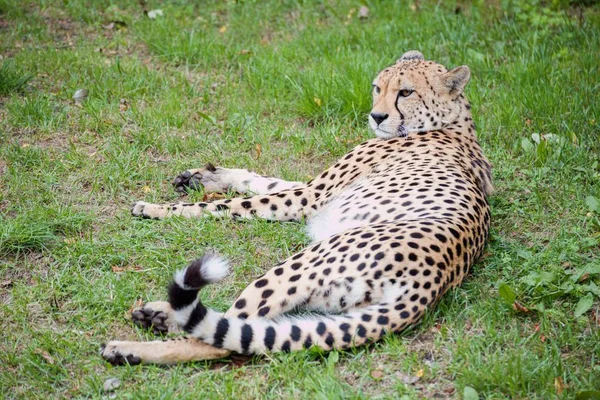 Gepard Liegt Gras — Stockfoto