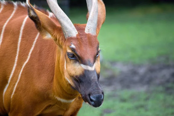 Bongo Tragelaphus Eurycerus Největší Lesní Antilopa Royalty Free Stock Fotografie